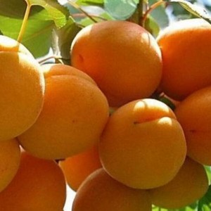 Саженец абрикоса Сибиряк Байкалова