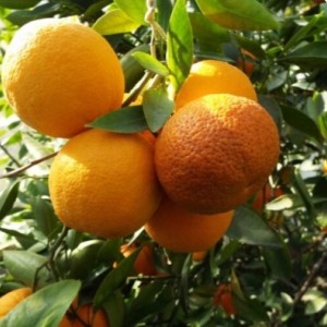 Саженец апельсина Фрагола