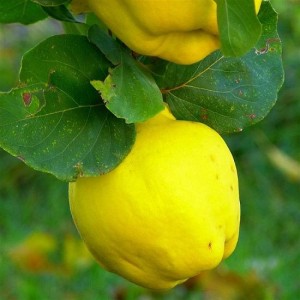 Саженец айвы грушевидной Урожайная Кубанская