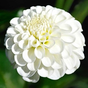 Клубень георгина Snowflake ноуфлейк