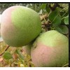 Саженец груши Десертной россошанской