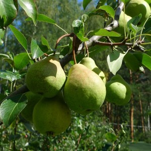 Саженец груши Гимринской