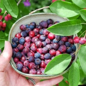 Саженец ирги Бриллиант