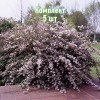 Саженцы дейции розовой Монт Роуз - комплект 5 шт.