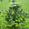 Саженцы ели корейской 60-100 см - комплект 5 шт.