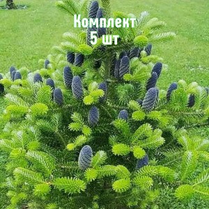 Саженцы ели корейской до 20 см - комплект 5 шт.