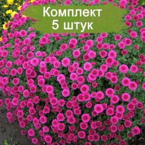 Саженцы сиреневой хризантемы мультифлоры Проксима (Proxima) - комплект 5 шт.