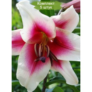 Луковицы лилии Садовое удовольствие (Garden Pleasure) ОТ-гибрид - комплект 5 шт.