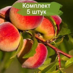 Саженцы персика Золотая Москва -  комплект 5 шт.
