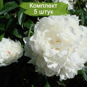 Саженцы пиона А. Е. Кундерт (A. E. Kunderd) - комплект 5 шт.