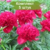 Саженцы пиона Ред Чарм (Red Charm ) - комплект 5 шт.