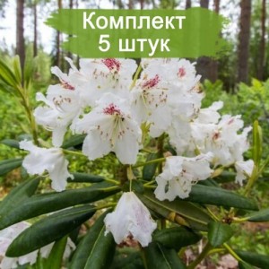 Саженцы рододендрона Тигерштэт (Tigerstedt) (белый ) -  комплект 5 шт.