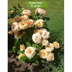 Саженцы миниатюрной розы Александра Кордана (Alexandra Kordana) -  комплект 5 шт.