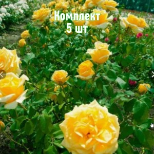 Саженцы розы Голден Моника (чайно-гибридной) - комплект 5 шт.