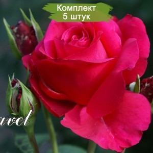 Саженцы чайно-гибридной розы Равель (Ravel) -  комплект 5 шт.