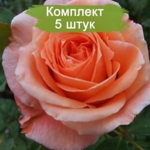 Саженцы чайно-гибридной розы Сусанна (Susanna) -  комплект 5 шт.