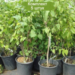 Сеянец сирени амурской (10-15 см.) - комплект 5 шт.