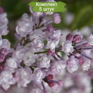 Саженцы сирени Anabel - комплект 5 шт.