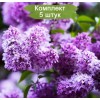 Сеянец сирени обыкновенной Сенсация - комплект 5 шт.