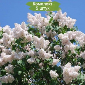 Сеянец Сирени Память о Колесникове - комплект 5 шт.