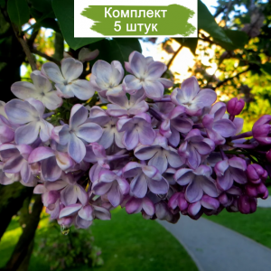 Сеянец сирени Зои Космодемьянской - комплект 5 шт.