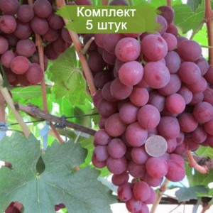 Саженцы винограда Гурман (Ранний/Красный) -  комплект 5 шт.