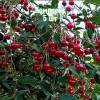 Саженцы вишни Обильной - комплект 5 шт.