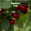 Саженцы вишни войлочной Любимицы - комплект 5 шт.