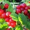 Саженцы вишни войлочной Юбилейной - комплект 5 шт.