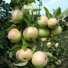 Саженцы яблони Белорусский синап - комплект 5 шт.