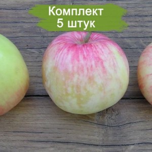 Саженцы яблони Грушовка Московская -  комплект 5 шт.