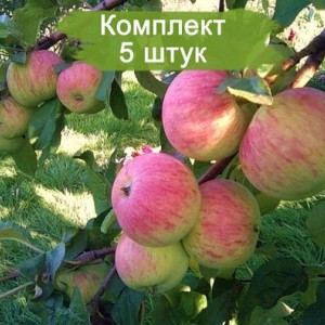 Саженцы яблони Спартак -  комплект 5 шт.