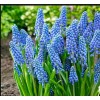 Луковицы мускари Биг Смайл