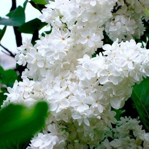 Сеянец сирени белой Жанна Д`Арк