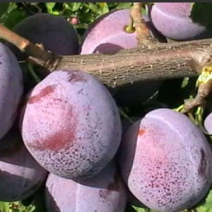 Саженец сливы Венгерки кубанской
