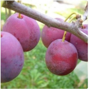 Саженец Сливы Венгерки Пулковской