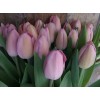Срезка тюльпанов на 8 марта оптом Луковицы тюльпана Розали (Rosalie)