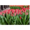 Луковицы тюльпана Ферст Стар (First Star)