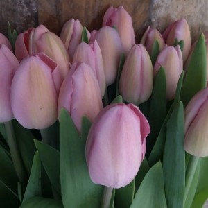 Луковицы тюльпана Розали (Rosalie)