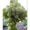 Саженец винограда Агадаи