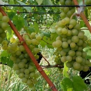 Саженец винограда Бианка