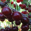 Саженец вишни Ливенской