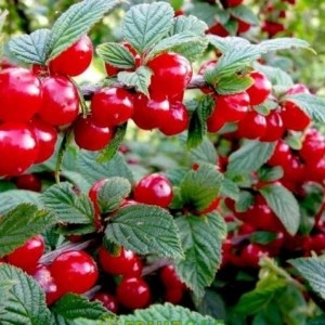 Саженец вишни войлочной Осенняя вировская