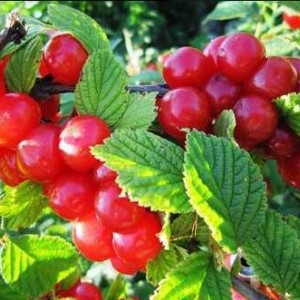 Саженец вишни войлочной Юбилейной